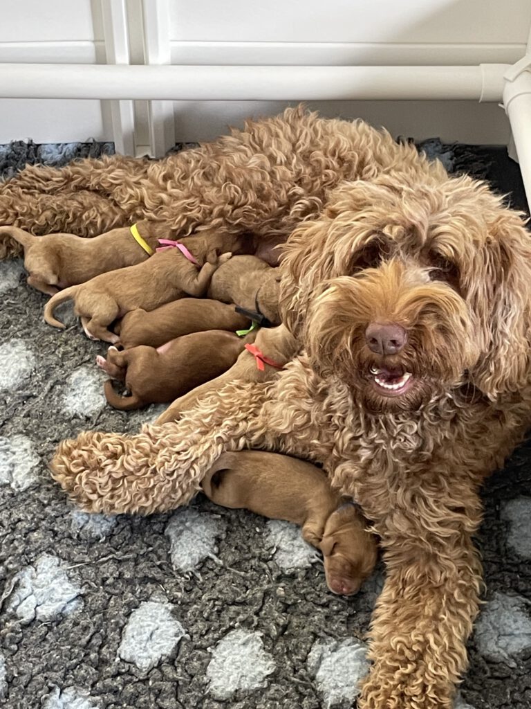 mooiste liefste labradoodle