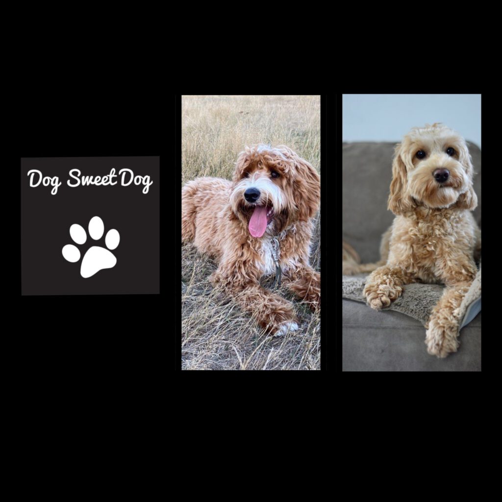 ouders australian labradoodle puppies